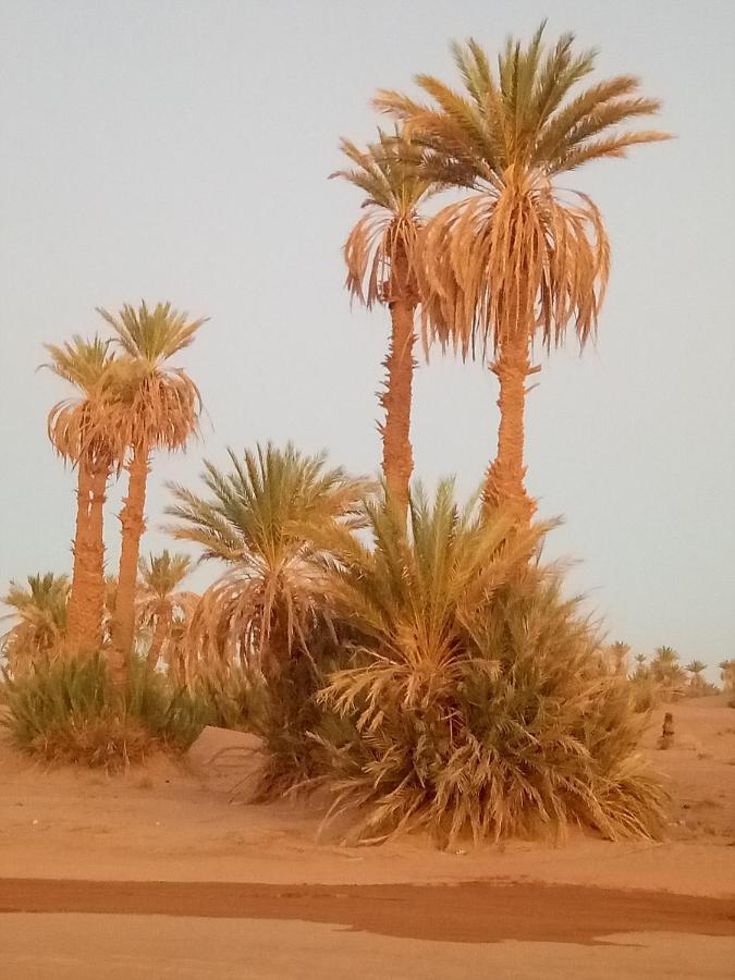 מלון זאגורה Sahara Peace Camp מראה חיצוני תמונה