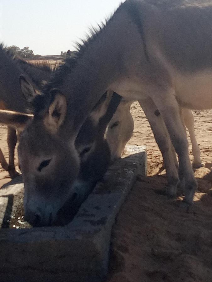 מלון זאגורה Sahara Peace Camp מראה חיצוני תמונה