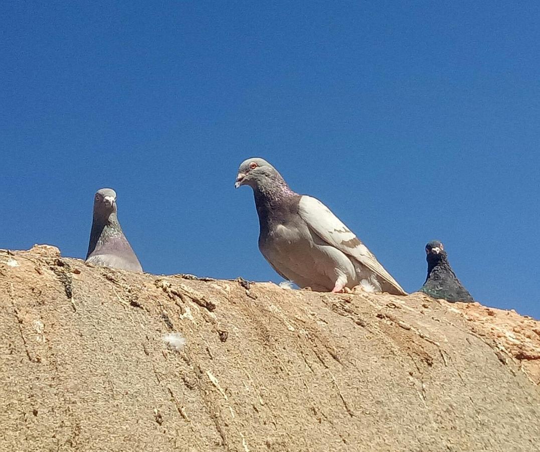 מלון זאגורה Sahara Peace Camp מראה חיצוני תמונה