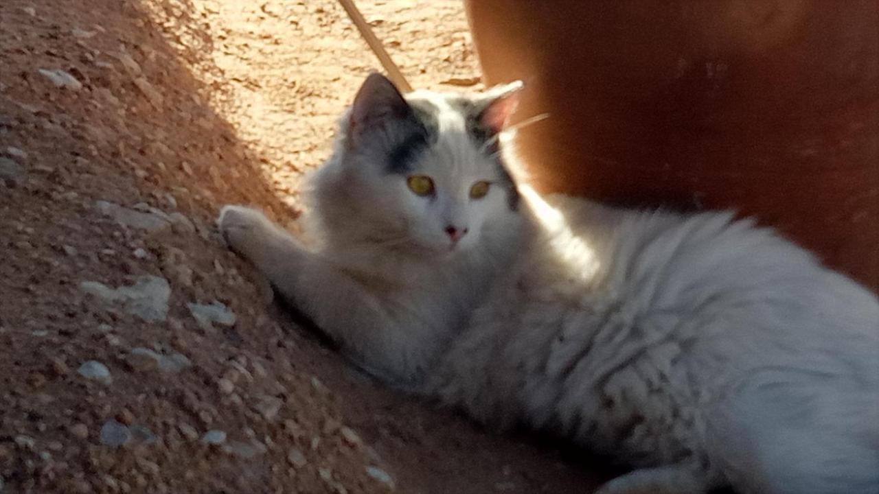 מלון זאגורה Sahara Peace Camp מראה חיצוני תמונה