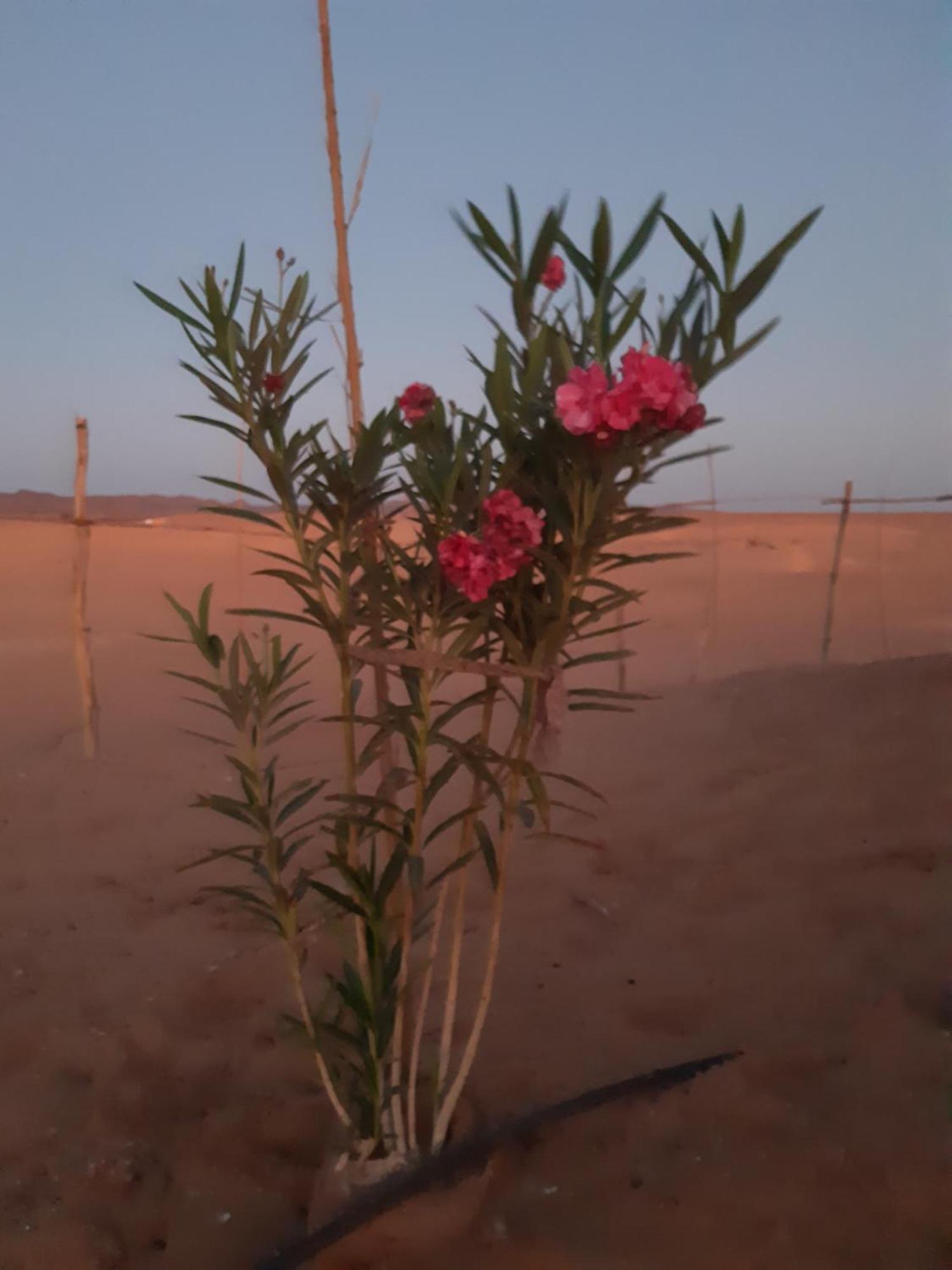מלון זאגורה Sahara Peace Camp מראה חיצוני תמונה
